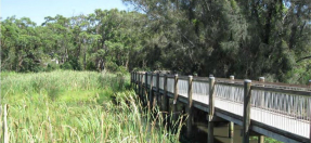 warriewood-wetlands-webtile.jpg