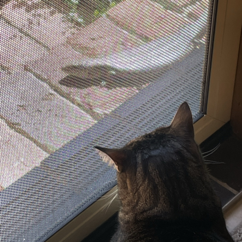 Cat looking out door at lizard