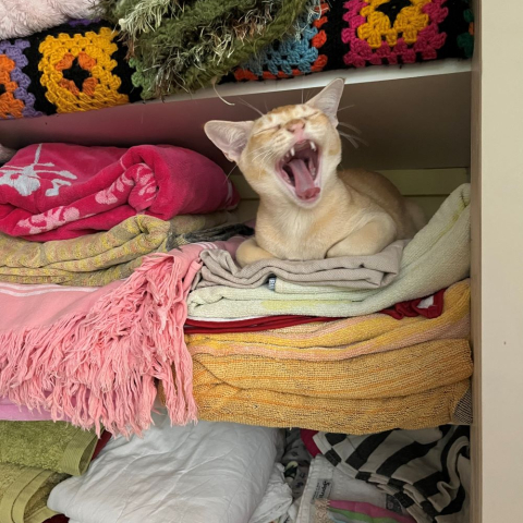 cat in clothes cupboard