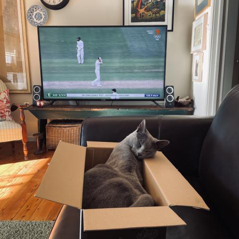 cat sleeping in box with tv on