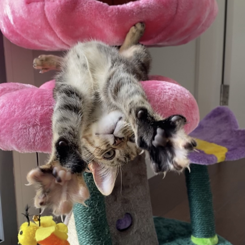 cat in climber