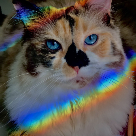 cat with rainbows