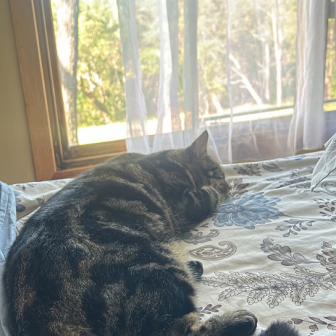 Cat laying on a bed by the window