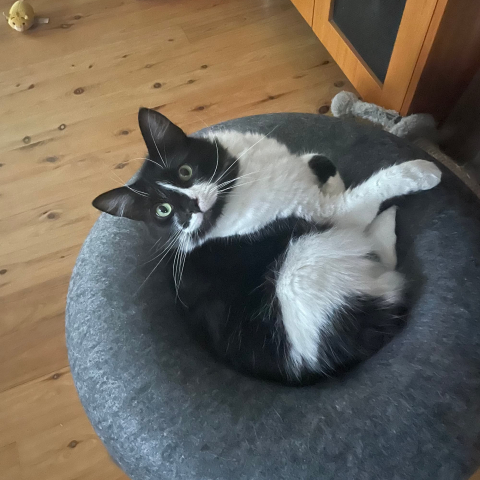 Black & white cat on a round cushion