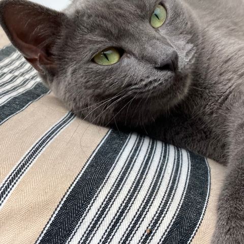 Grey cat on striped pillow