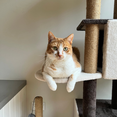 Ginger & white cat on a cat tree