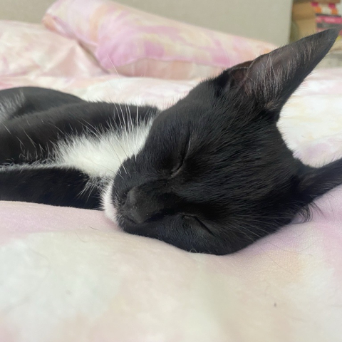 Black & white cat sleeping