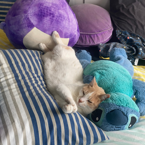 Ginger & white cat on pillows