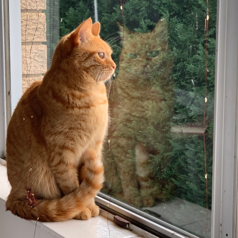 Ginger cat reflected in window