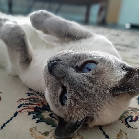 White & grey cat with blue eyes