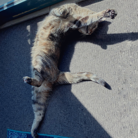 Cat stretching on grey carpet