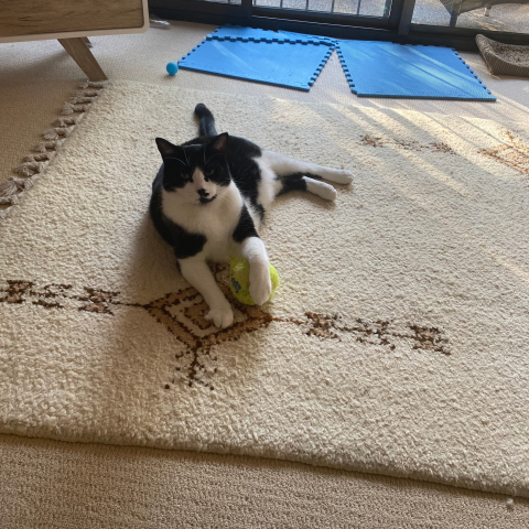 Black & white cat with tennis ball