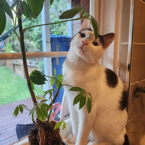 White & black cat sitting by plant