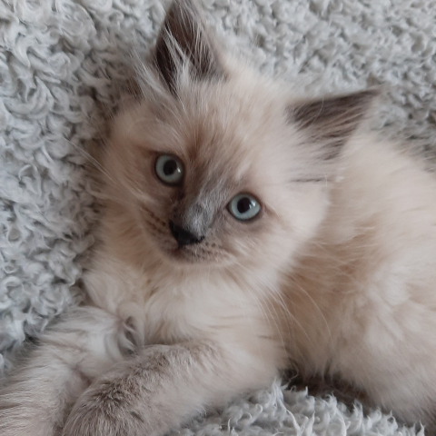 White cat on fluffy rug