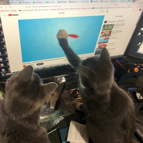 2 cats playing with fish on computer