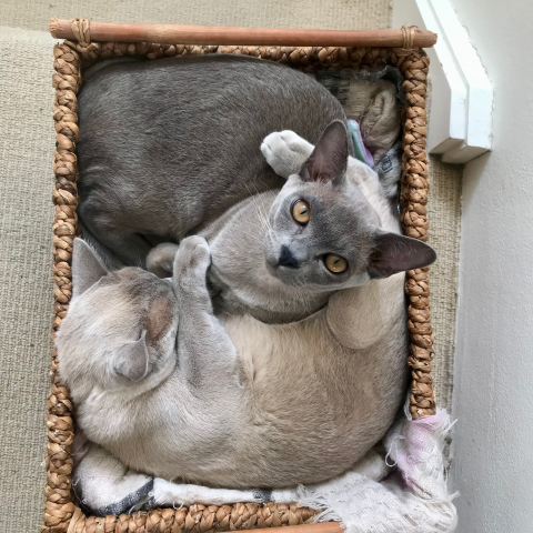 2 cats in a basket