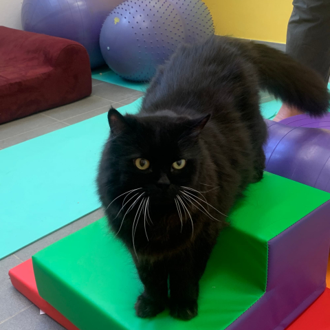 Black cat on a green step