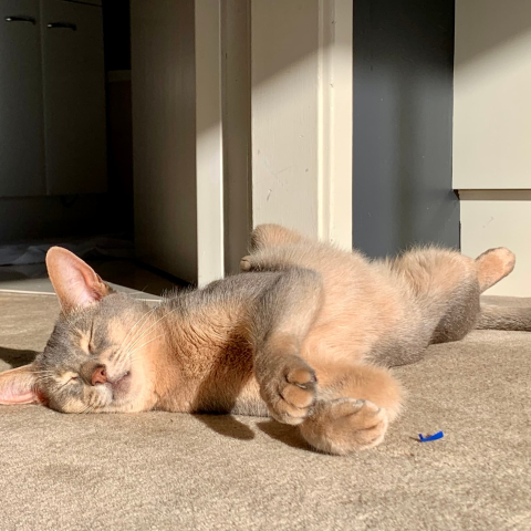 Cat stretched asleep on carpet