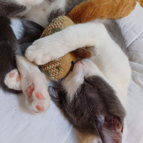 Cat asleep with toy