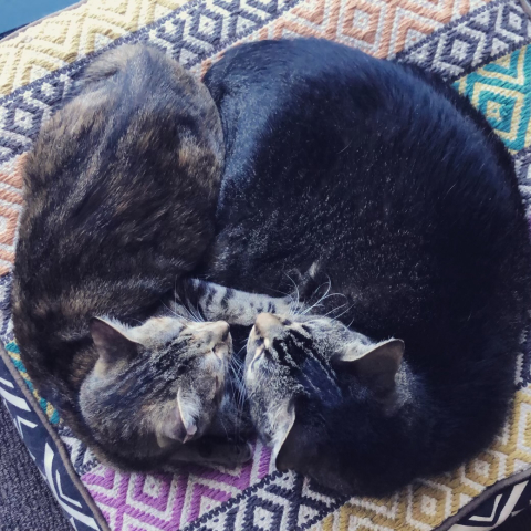 2 cats cuddled up