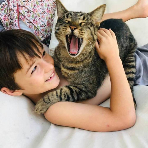 Yawning cat