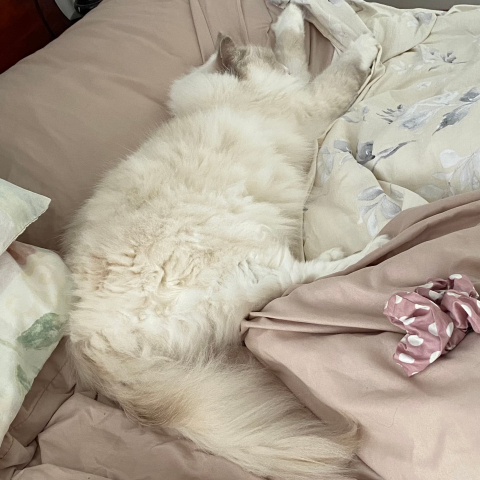 White cat sleeping