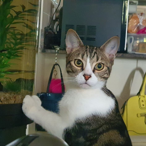 Cat with paws on a fish tank