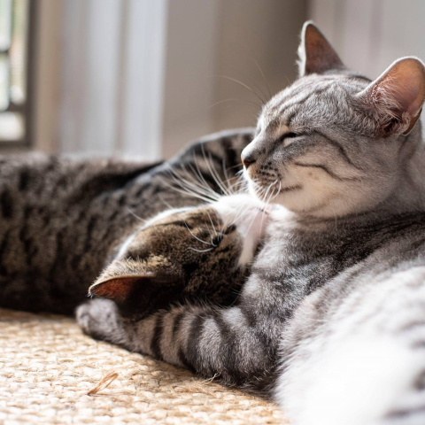 2 cats together on a mat