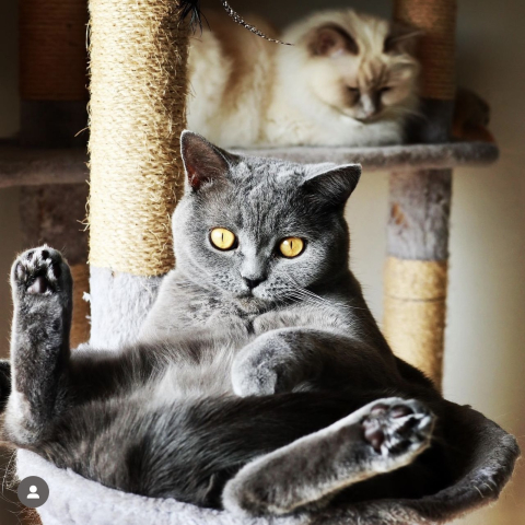 Cat lazing in a cat tree