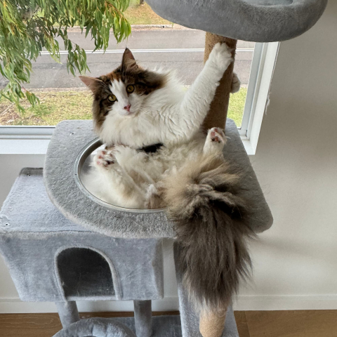 White & brown cat on a cat tree