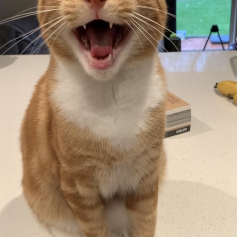 Ginger cat meow