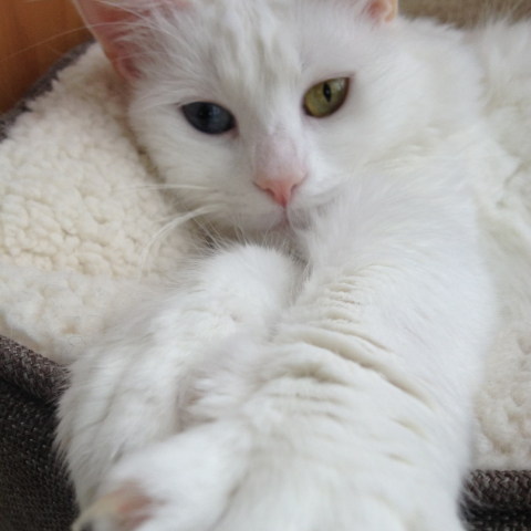 White cat on a white rug