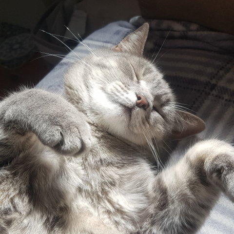 Grey cat sleeping