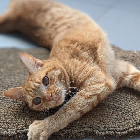 Ginger cat stretching on a mat