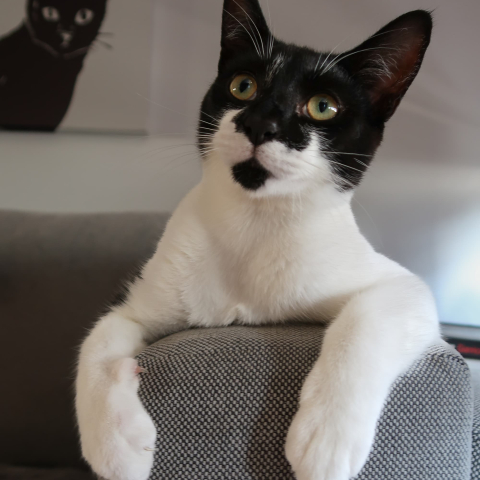 Black & white cat sitting up