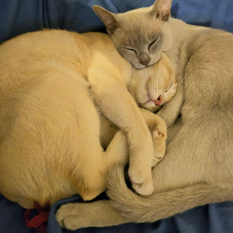 2 cats cuddled together