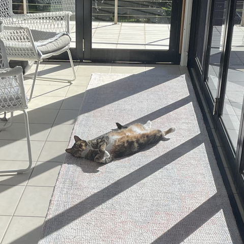 Cat lying in the sun