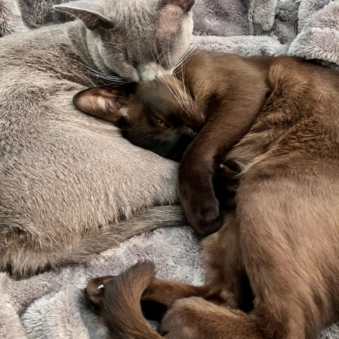 2 cats cuddled on a rug