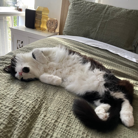 Black & white cat asleep on a bed