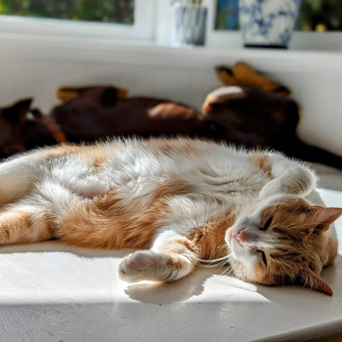 Ginger & white cat lying in the sun