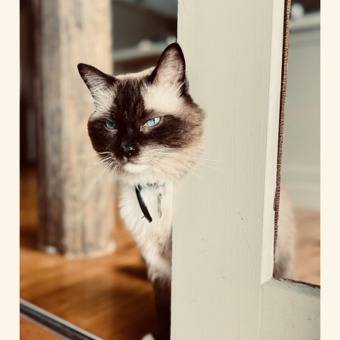 Cat with blue eyes