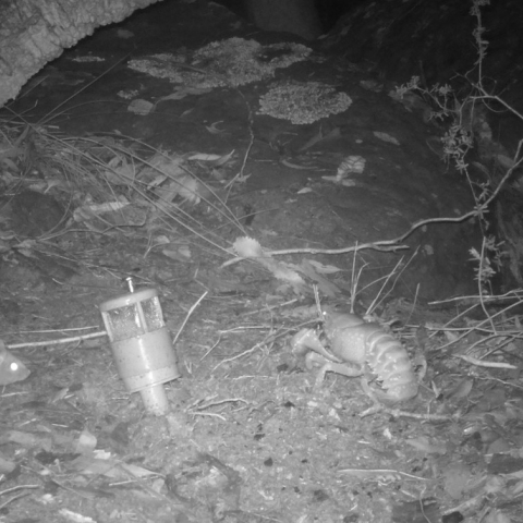 Bush rat and crayfish at Duffys Forest