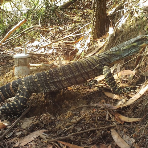 Lace monitor at Terrey Hills