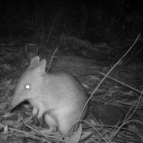Long-nosed Bandicoot at Duffys Forest