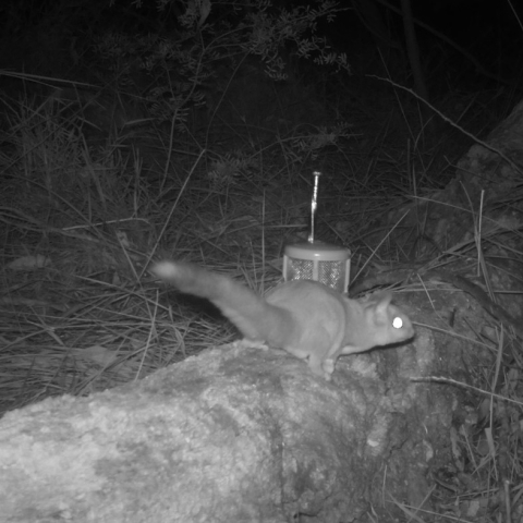 Sugar glider at Terrey Hills