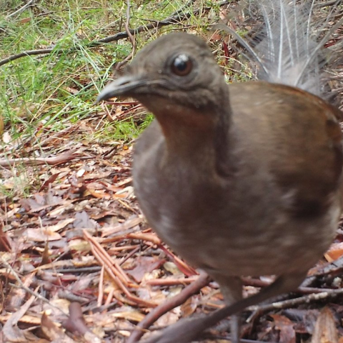 Superb lyrebird at Duffys Forest